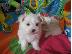 PoulaTo: Tiny Show Kennel Club Καν. Κουτάβια